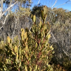 Daviesia mimosoides subsp. acris at Paddys River, ACT - 29 Jun 2023