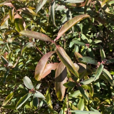 Philotheca myoporoides subsp. myoporoides (Long-leaf Waxflower) at Namadgi National Park - 29 Jun 2023 by Tapirlord