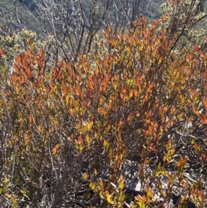 Platysace lanceolata at Cotter River, ACT - 29 Jun 2023 12:00 PM