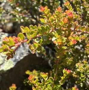 Leionema lamprophyllum subsp. obovatum at Cotter River, ACT - suppressed