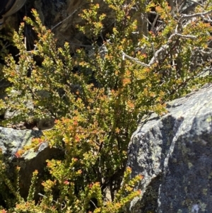 Leionema lamprophyllum subsp. obovatum at Cotter River, ACT - suppressed