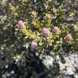 Oxylobium ellipticum at Cotter River, ACT - 29 Jun 2023 12:00 PM