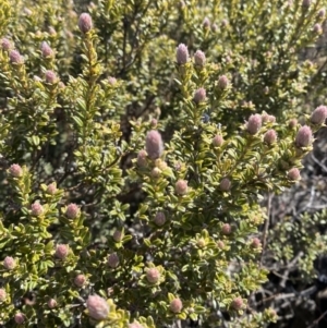 Oxylobium ellipticum at Cotter River, ACT - 29 Jun 2023