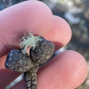 Eucalyptus glaucescens at Cotter River, ACT - 29 Jun 2023