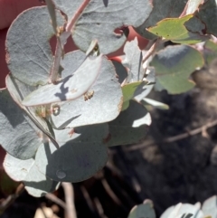 Eucalyptus glaucescens at Namadgi National Park - 29 Jun 2023 11:43 AM