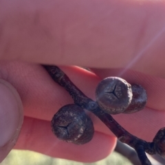 Eucalyptus glaucescens at Cotter River, ACT - 29 Jun 2023