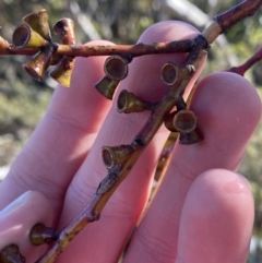 Eucalyptus glaucescens at Namadgi National Park - 29 Jun 2023 11:43 AM