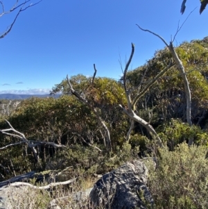 Eucalyptus glaucescens at Namadgi National Park - 29 Jun 2023 11:43 AM