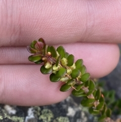 Epacris robusta (Round-leaf Heath) at Cotter River, ACT - 29 Jun 2023 by Tapirlord