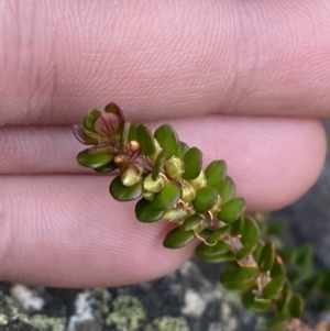 Epacris robusta at Cotter River, ACT - 29 Jun 2023