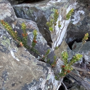 Epacris robusta at Cotter River, ACT - 29 Jun 2023 11:41 AM