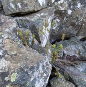 Epacris robusta at Cotter River, ACT - 29 Jun 2023