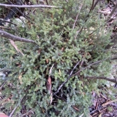 Acrotriche leucocarpa (Tall Acrotriche) at Cotter River, ACT - 29 Jun 2023 by Tapirlord