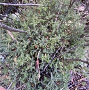 Acrotriche leucocarpa at Cotter River, ACT - 29 Jun 2023