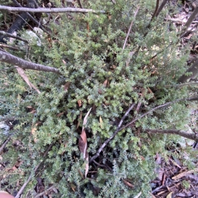 Acrotriche leucocarpa (Tall Acrotriche) at Cotter River, ACT - 29 Jun 2023 by Tapirlord