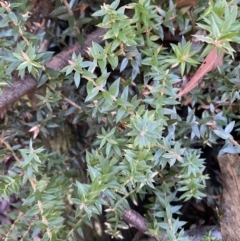 Acrotriche leucocarpa at Cotter River, ACT - 29 Jun 2023