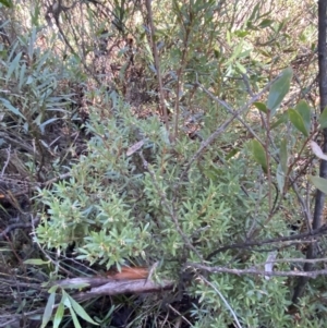 Leucopogon gelidus at Cotter River, ACT - 29 Jun 2023