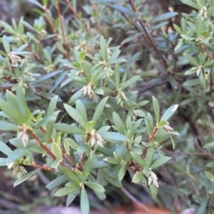 Leucopogon gelidus at Cotter River, ACT - 29 Jun 2023