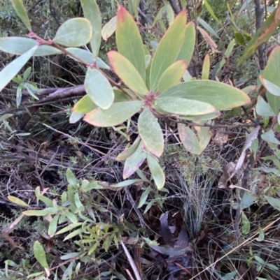 Daviesia mimosoides (Bitter Pea) at Namadgi National Park - 29 Jun 2023 by Tapirlord