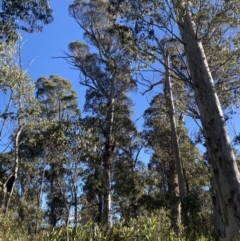 Eucalyptus dalrympleana subsp. dalrympleana (Mountain Gum) at Cotter River, ACT - 29 Jun 2023 by Tapirlord