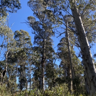 Eucalyptus dalrympleana subsp. dalrympleana (Mountain Gum) at Namadgi National Park - 29 Jun 2023 by Tapirlord