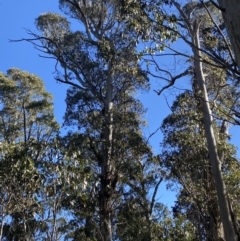 Eucalyptus dalrympleana subsp. dalrympleana at Namadgi National Park - 29 Jun 2023