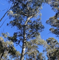 Eucalyptus dalrympleana subsp. dalrympleana at Namadgi National Park - 29 Jun 2023 11:32 AM