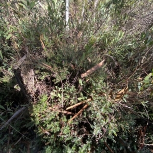 Acrotriche leucocarpa at Cotter River, ACT - 29 Jun 2023