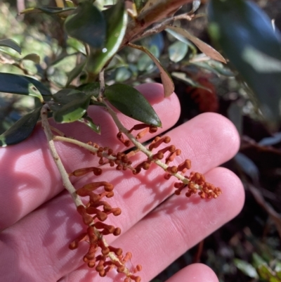 Grevillea diminuta at Cotter River, ACT - 29 Jun 2023 by Tapirlord