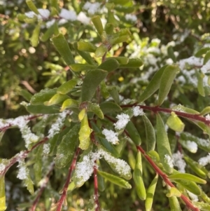 Persoonia subvelutina at Cotter River, ACT - 29 Jun 2023