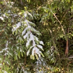 Persoonia subvelutina at Cotter River, ACT - 29 Jun 2023 11:12 AM