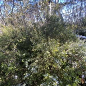 Persoonia subvelutina at Cotter River, ACT - 29 Jun 2023