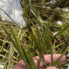 Lomandra longifolia (Spiny-headed Mat-rush, Honey Reed) at Paddys River, ACT - 29 Jun 2023 by Tapirlord