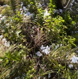 Veronica derwentiana at Paddys River, ACT - 29 Jun 2023 11:01 AM