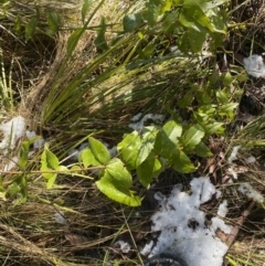 Veronica derwentiana at Paddys River, ACT - 29 Jun 2023