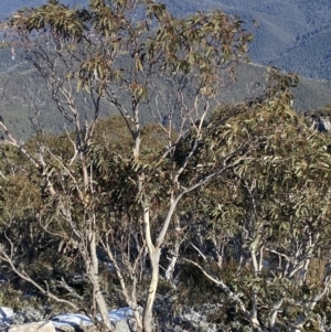 Eucalyptus pauciflora subsp. pauciflora at Namadgi National Park - 29 Jun 2023 10:48 AM