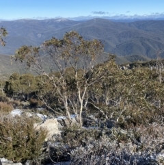 Eucalyptus pauciflora subsp. pauciflora at Namadgi National Park - 29 Jun 2023 10:48 AM
