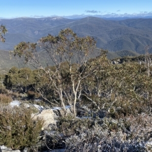 Eucalyptus pauciflora subsp. pauciflora at Namadgi National Park - 29 Jun 2023