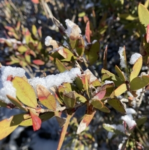 Callistemon pallidus at Cotter River, ACT - 29 Jun 2023