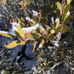 Callistemon pallidus at Cotter River, ACT - 29 Jun 2023