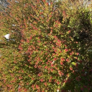 Leionema lamprophyllum subsp. obovatum at Paddys River, ACT - suppressed