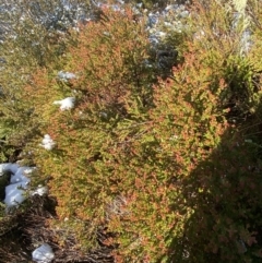 Leionema lamprophyllum subsp. obovatum at Paddys River, ACT - suppressed