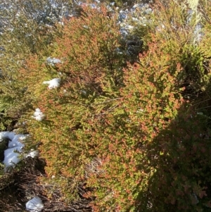 Leionema lamprophyllum subsp. obovatum at Paddys River, ACT - 29 Jun 2023