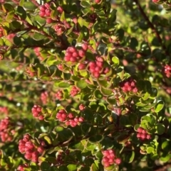 Leionema lamprophyllum subsp. obovatum at Paddys River, ACT - suppressed