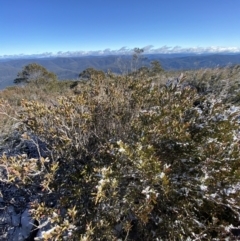 Leionema lamprophyllum subsp. obovatum at Paddys River, ACT - suppressed