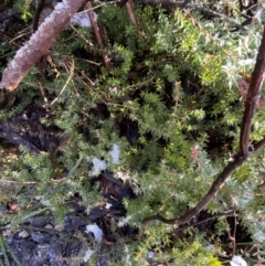 Acrotriche leucocarpa (Tall Acrotriche) at Tidbinbilla Nature Reserve - 29 Jun 2023 by Tapirlord