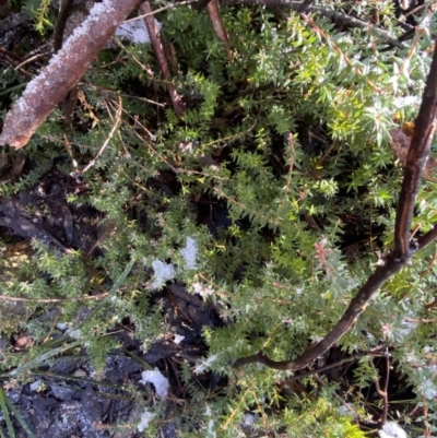 Acrotriche leucocarpa (Tall Acrotriche) at Paddys River, ACT - 29 Jun 2023 by Tapirlord