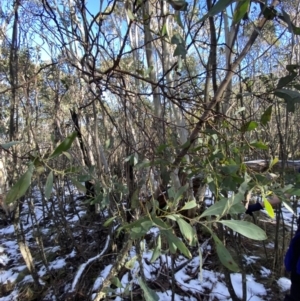 Acacia obliquinervia at Cotter River, ACT - 29 Jun 2023