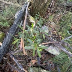 Tasmannia xerophila subsp. xerophila (Alpine Pepperbush) at Cotter River, ACT - 29 Jun 2023 by Tapirlord