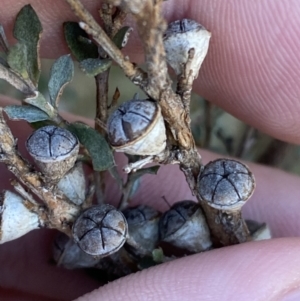 Leptospermum myrtifolium at Cotter River, ACT - 29 Jun 2023